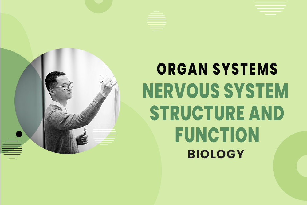 MCAT Biology - Organ Systems - Nervous System - Nervous System Structure and Function