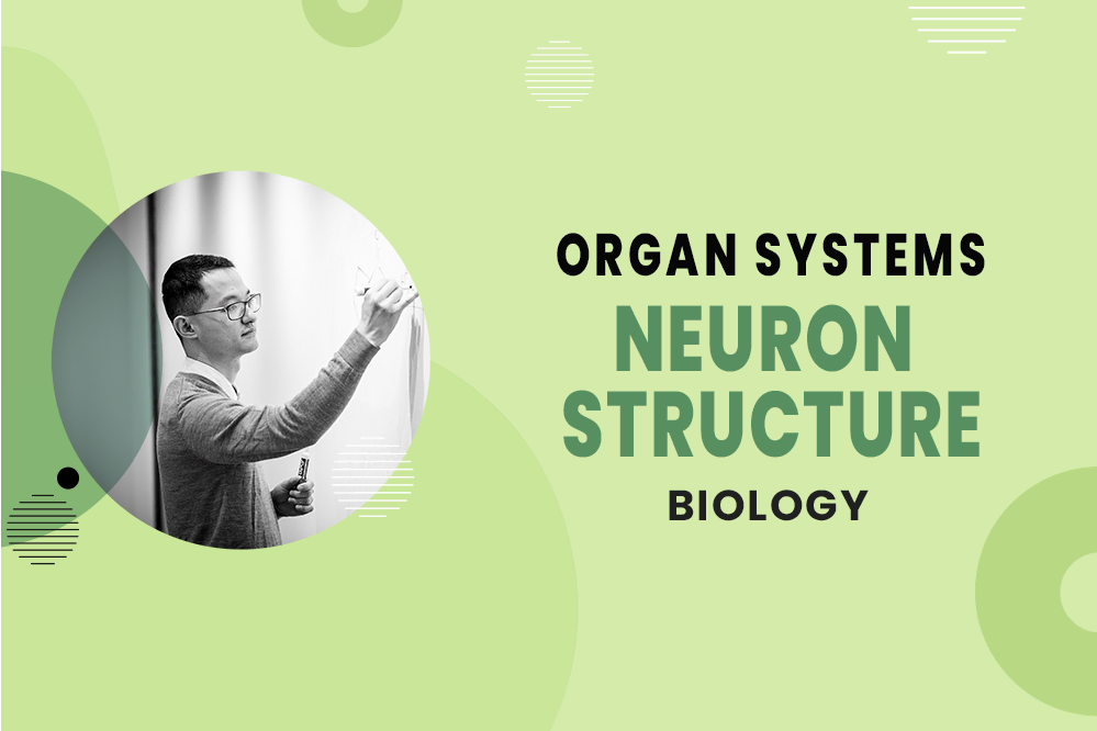 MCAT Biology - Organ Systems - Nervous System - Neuron Structure