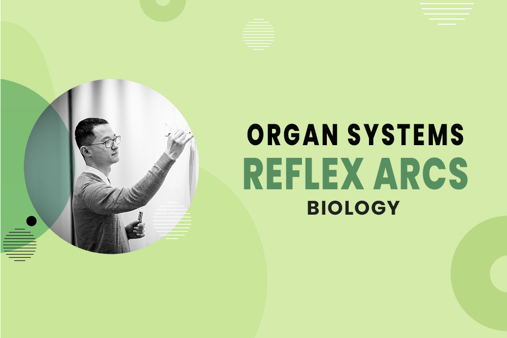 Organ Systems - Nervous System - Reflex Arcs