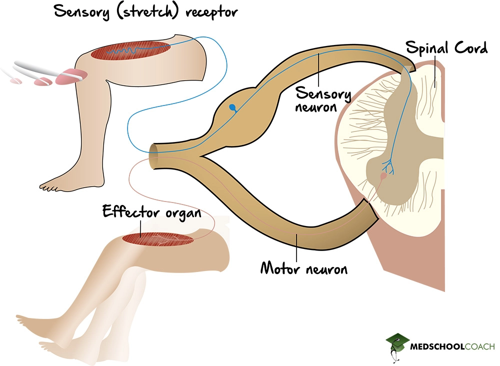 Monosynaptic Reflex Arc - MCAT Biology