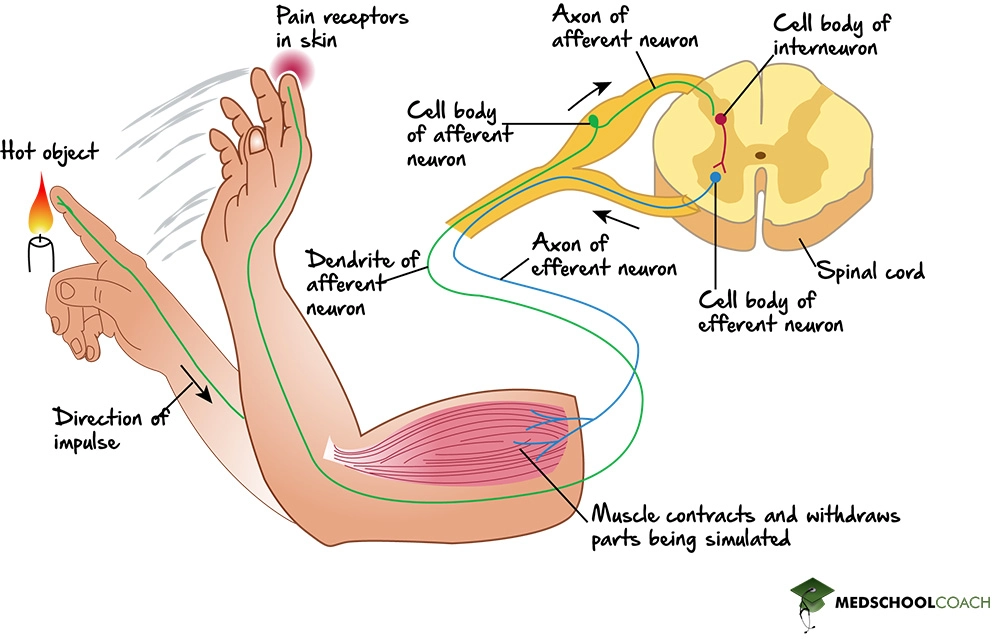 Polysynaptic Reflex Arc - MCAT Biology