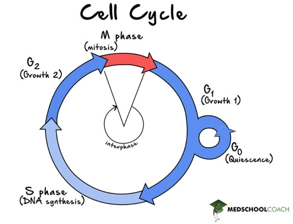 The Cell Cycle โ MCAT Biology Biology Diagrams