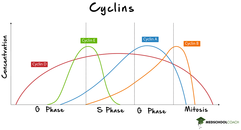 Cyclin Regulation of the Cell Cycle - MCAT Biology