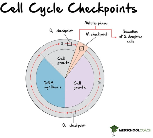 The Cell Cycle MCAT Biology Biology Diagrams