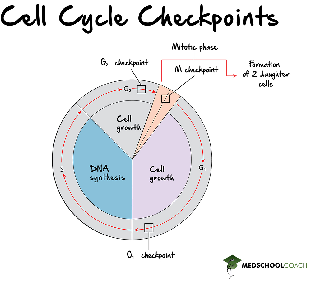 G1, G2, and M Cell Cycle Checkpoints - MCAT Biology