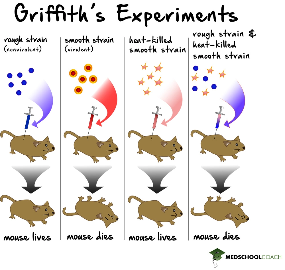 Griffith's Experiments - MCAT Biolgy