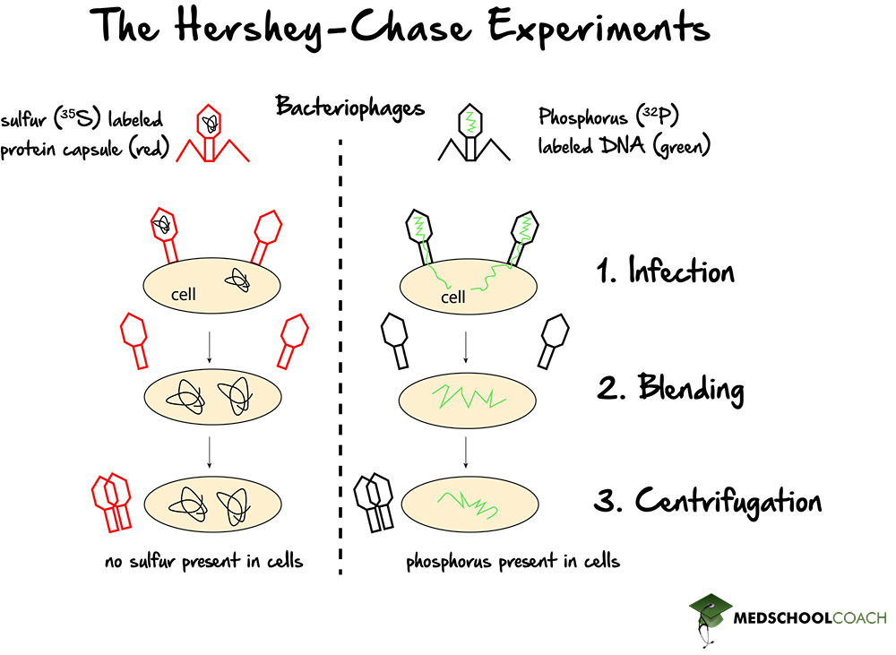 Hershey-Chase Experiments - MCAT Biology