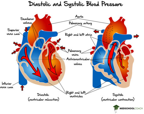 Blood Pressure – MCAT Biology | MedSchoolCoach