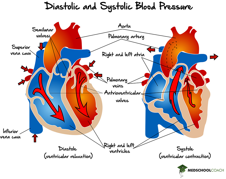 The heart during systole, aka ventricular contraction, and diastole, aka ventricular relaxation