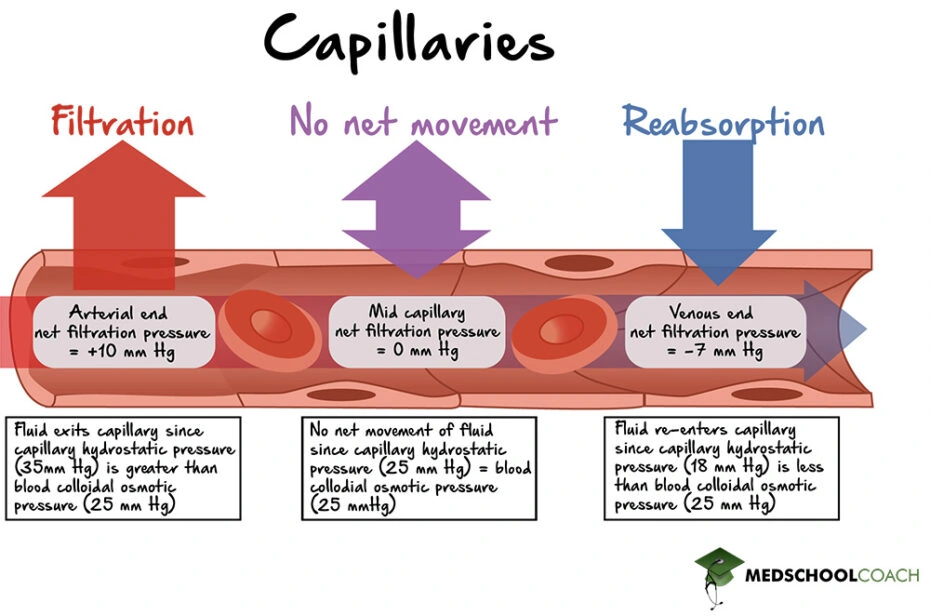 Blood Vessels – MCAT Biology | MedSchoolCoach