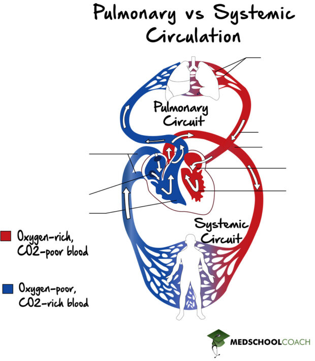 Blood Vessels MCAT Biology MedSchoolCoach