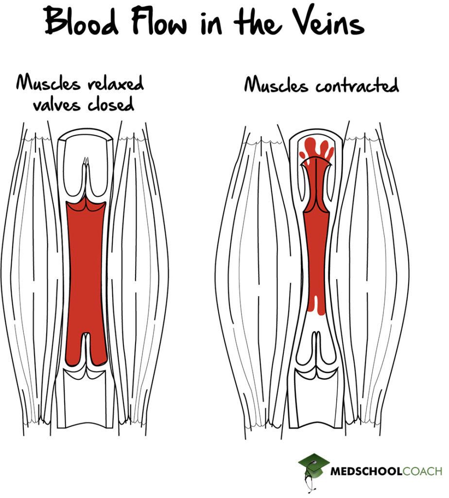 Skeletal muscle contractions and valves push blood through the veins