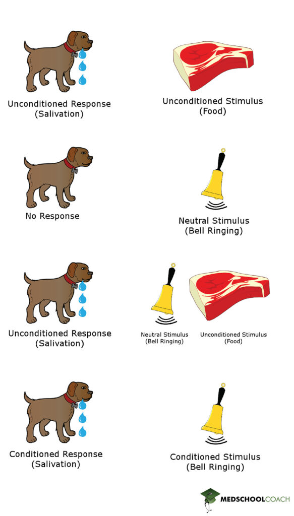 Pavlov's dogs undergoing classical conditioning. The meat is paired with the bell until the bell elicits the conditioned response, i.e. drooling