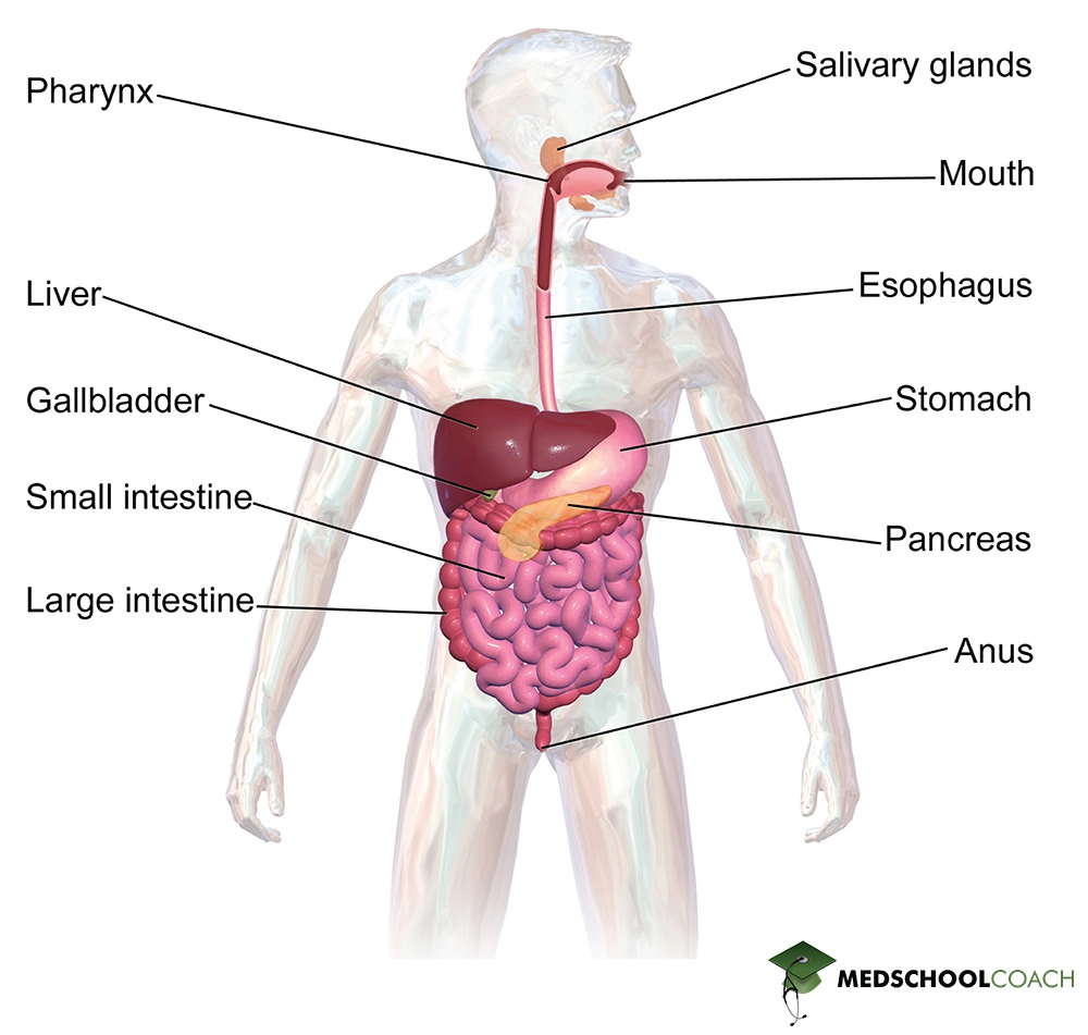 Gross anatomy of the digestive system for the MCAT, including the GI tract as well as accessory organs like the pancreas.