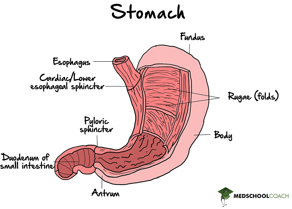 Anatomy of the stomach for the MCAT, including the cardiac sphincter and the pyloric sphincter