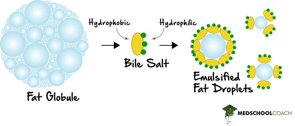 How bile, an amphipathic molecule, emulsifies fat globules in the small intestine