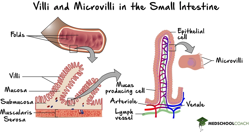 Microanatomy of the villi and microvilli in the small intestine