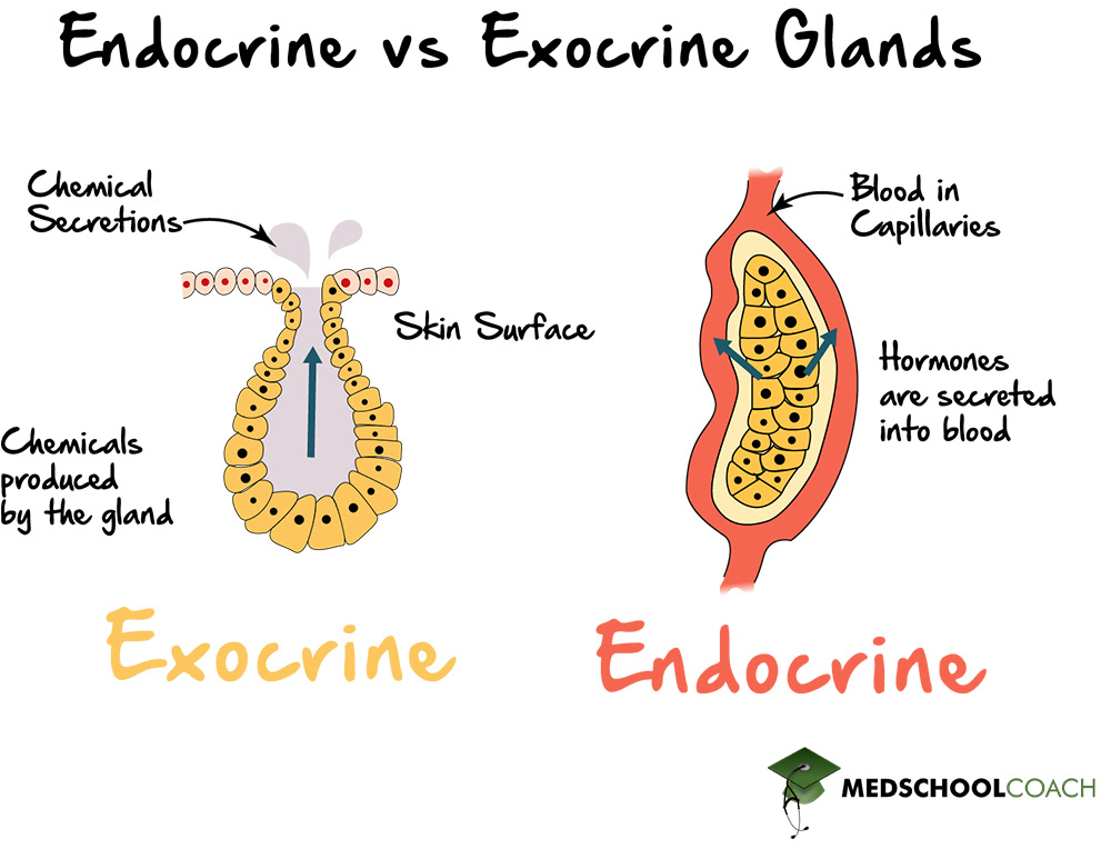 Exocrine glands secrete chemicals onto epithelial surfaces, while endocrine glands secrete chemicals into the bloodstream