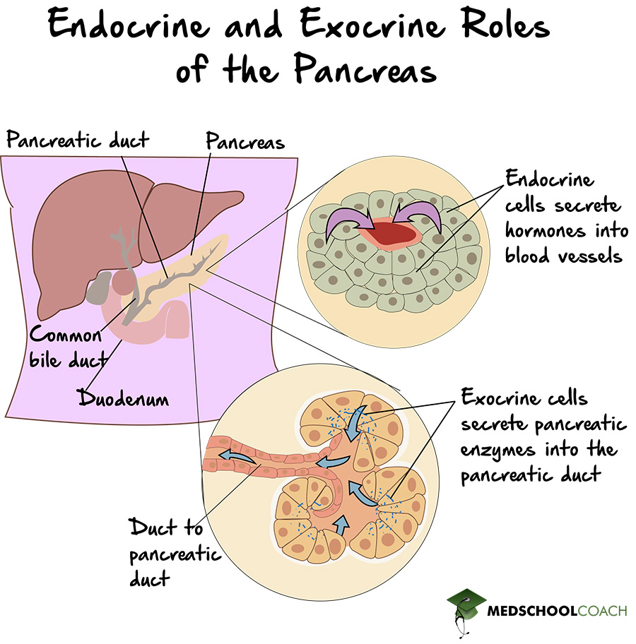 The pancreas secretes chemicals into the blood and into a duct, making it an endocrine and exocrine organ