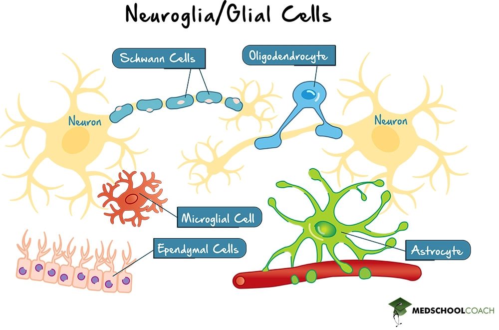 Different Types of Glial Cells - MCAT Biology