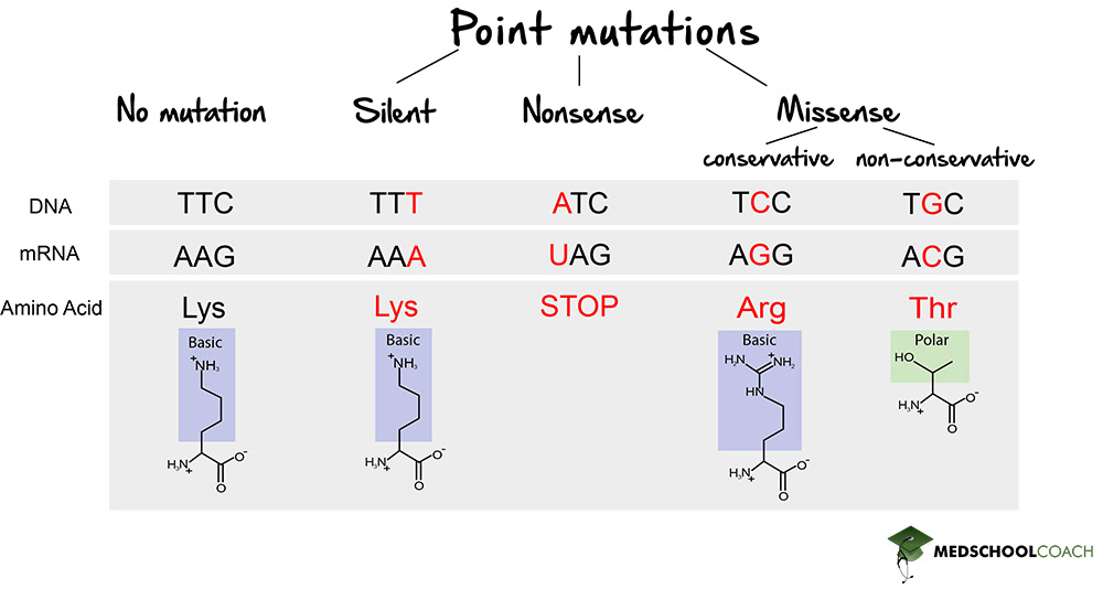 Silent, Nonsense, and Missense Point Mutations - MCAT Biology