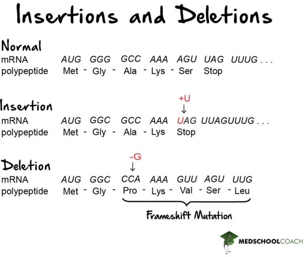 Mutations MCAT Biology MedSchoolCoach