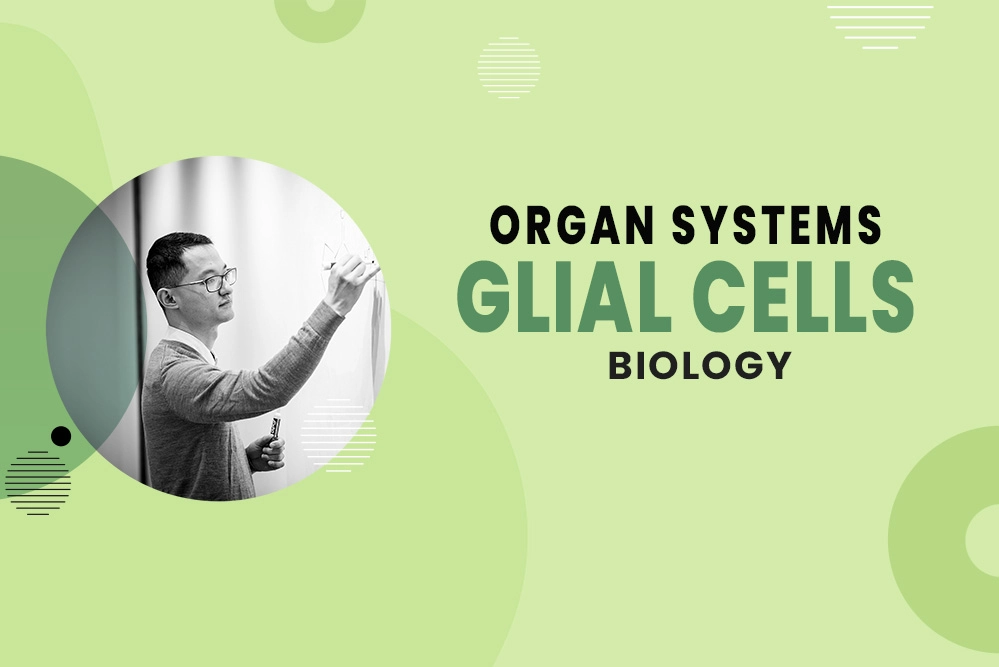 Glial Cells - Organ Systems - MCAT Biology