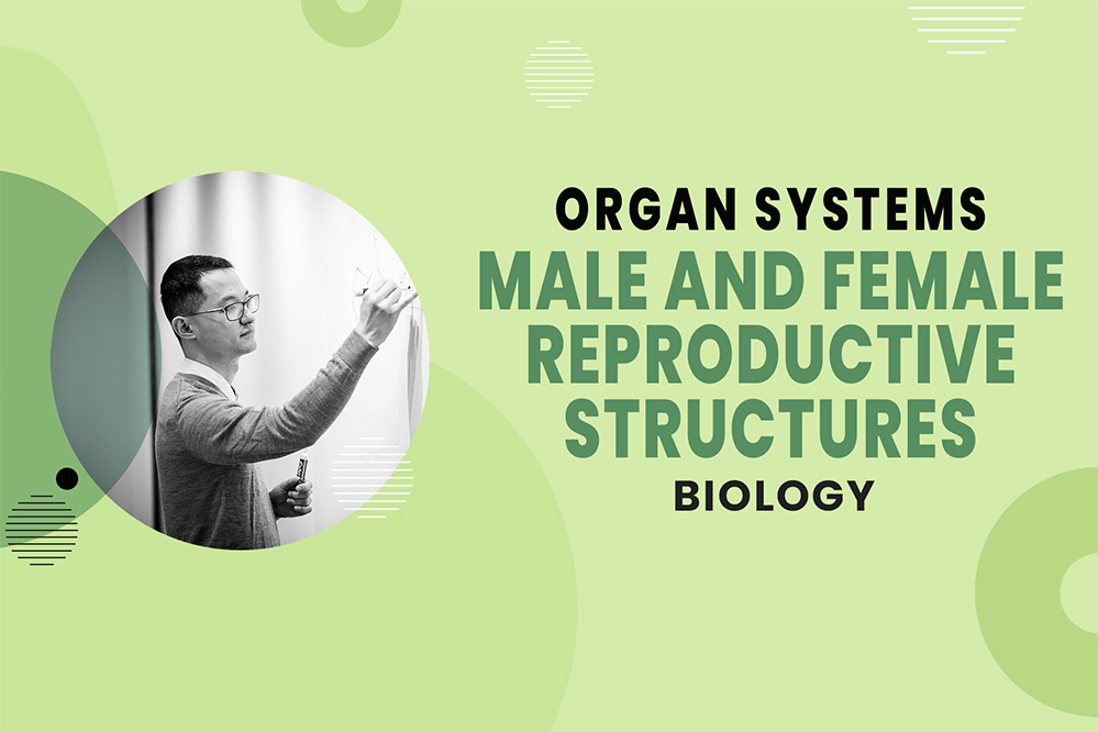 Male & Female Reproductive Structures - Organ Systems - MCAT Biology