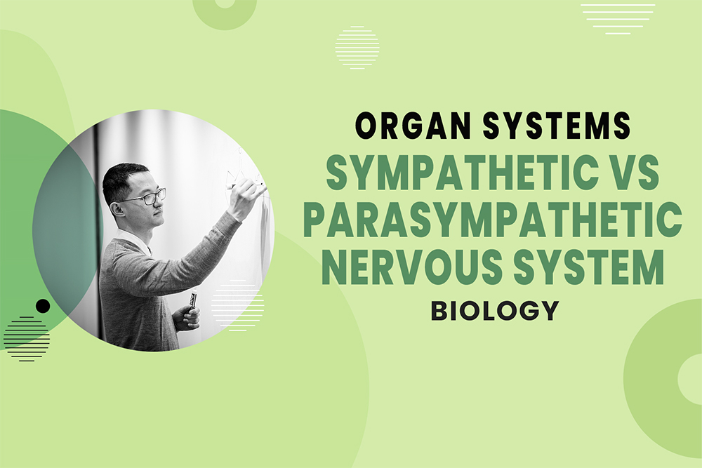 Sympathetic vs Parasympathetic Nervous System - Organ Systems - MCAT Biology