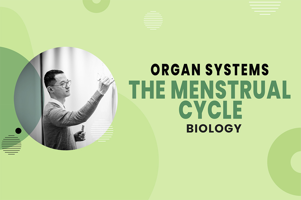 The Menstrual Cycle - Organ Systems - MCAT Biology