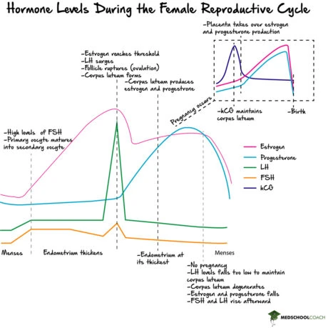 Pregnancy, Parturition, & Lactation – MCAT Biology | MedSchoolCoach
