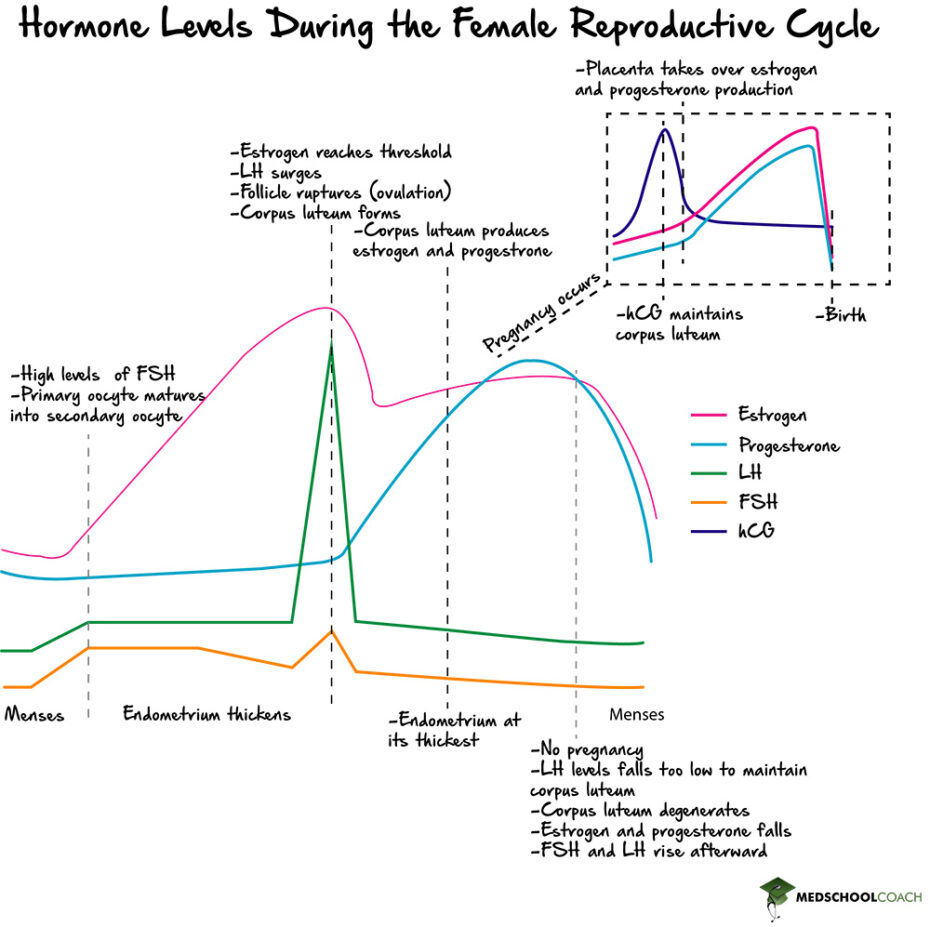 Pregnancy Parturition Lactation MCAT Biology MedSchoolCoach pregnancy-parturition-lactation-mcat-biology-medschoolcoach
