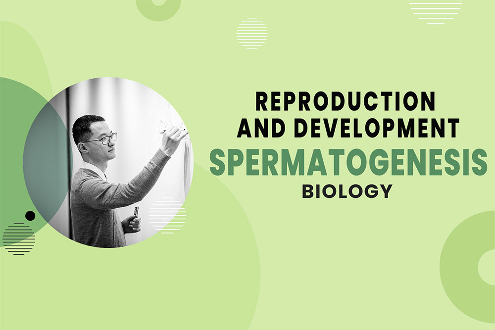 Spermatogenesis - Reproduction and Development - MCAT Biology