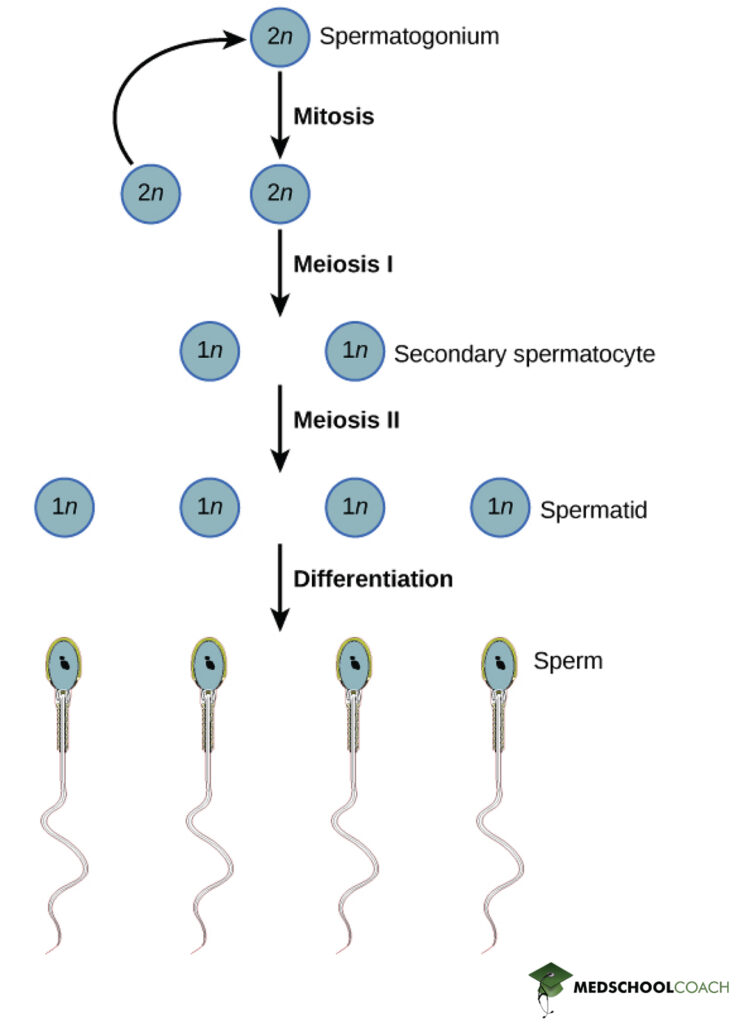 Process of Spermatogenesis - MCAT Biology