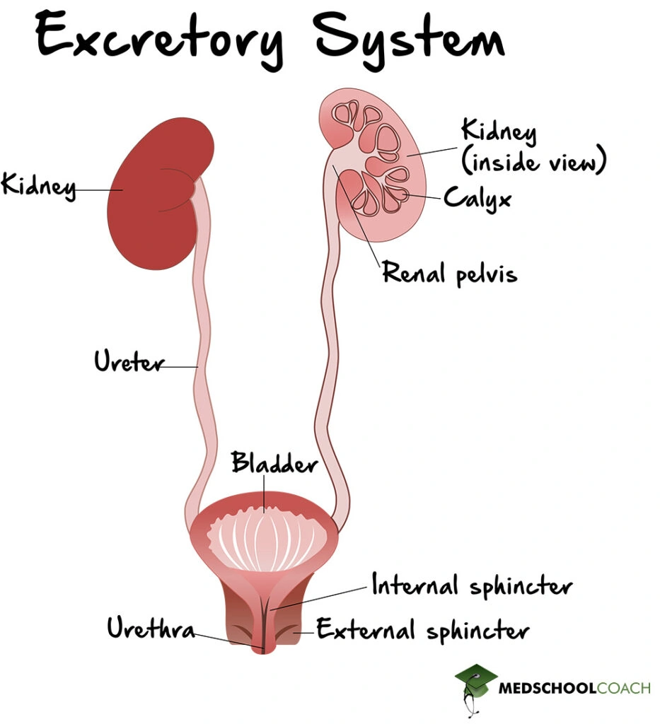 Anatomy of the excretory system for the MCAT, showing how the kidney connects to the ureter, bladder, and urethra