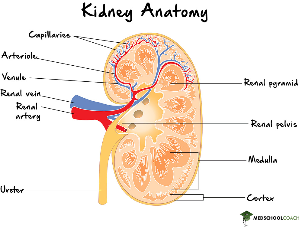 Kidney anatomy for the MCAT, showing how the kidney connects to the blood supply and the renal cortex and medulla