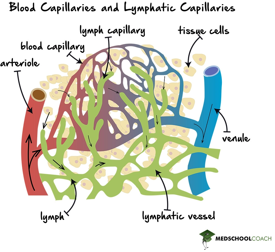 The flow of fluids from the blood capillaries to the lymphatic vessels