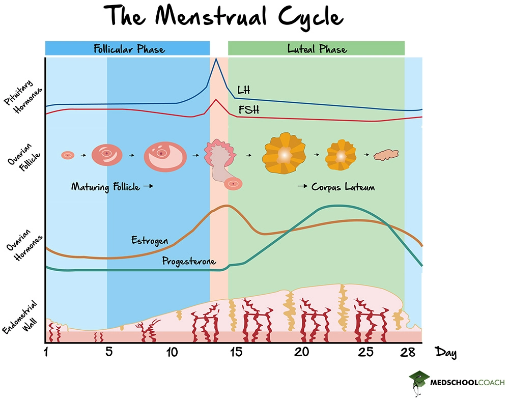 Menstrual Cycle Phases and Hormones