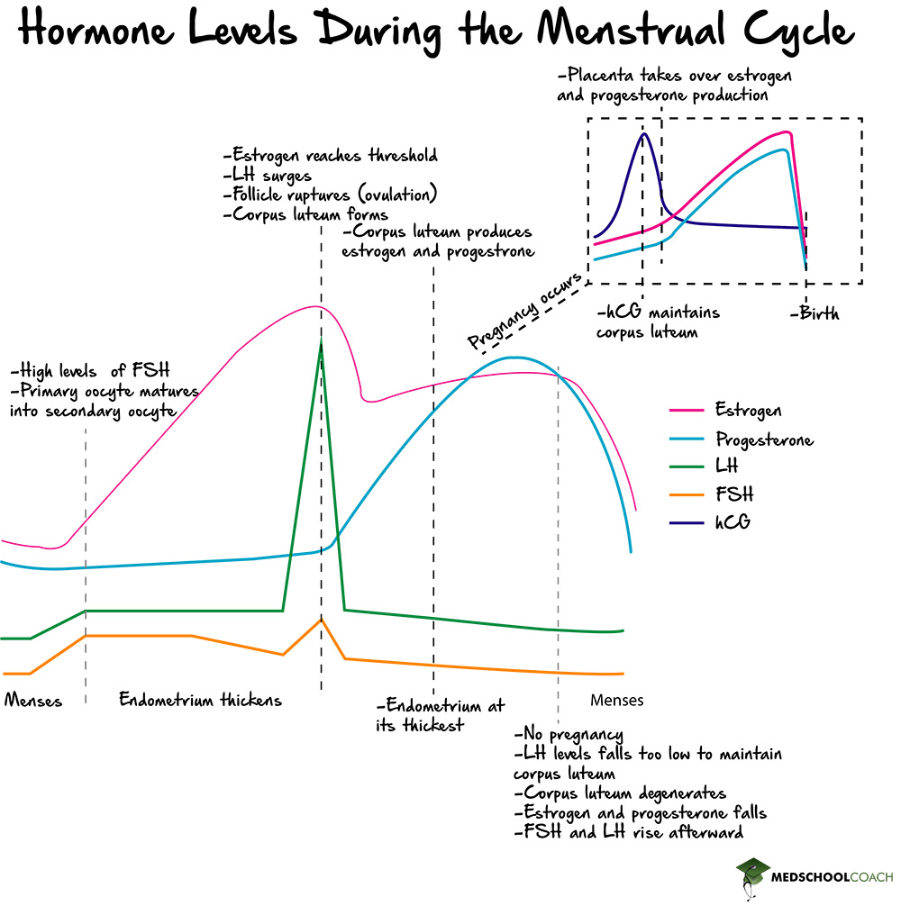 Hormone Levels During the Menstrual Cycle - MCAT Biology