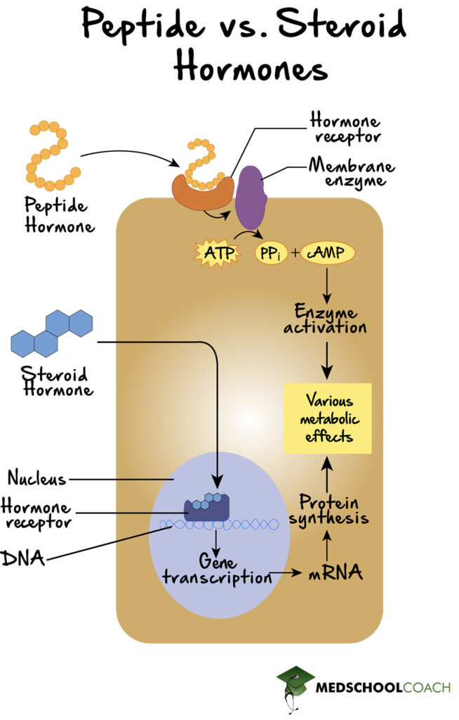 Steroid hormones bind transcription factors in the nucleus, while peptide hormones bind to cell surface receptors