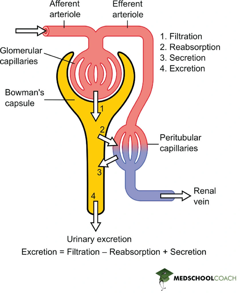 Urine formation steps for the MCAT, including filtration from the glomerulus, reabsorption into the blood, and secretion into the renal tubule