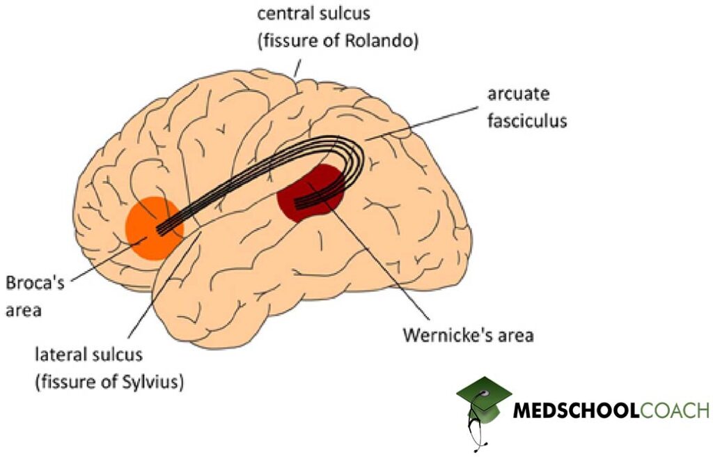 Broca’s area, Wernicke’s area, and the arcuate fasciculus are brain regions that control speech