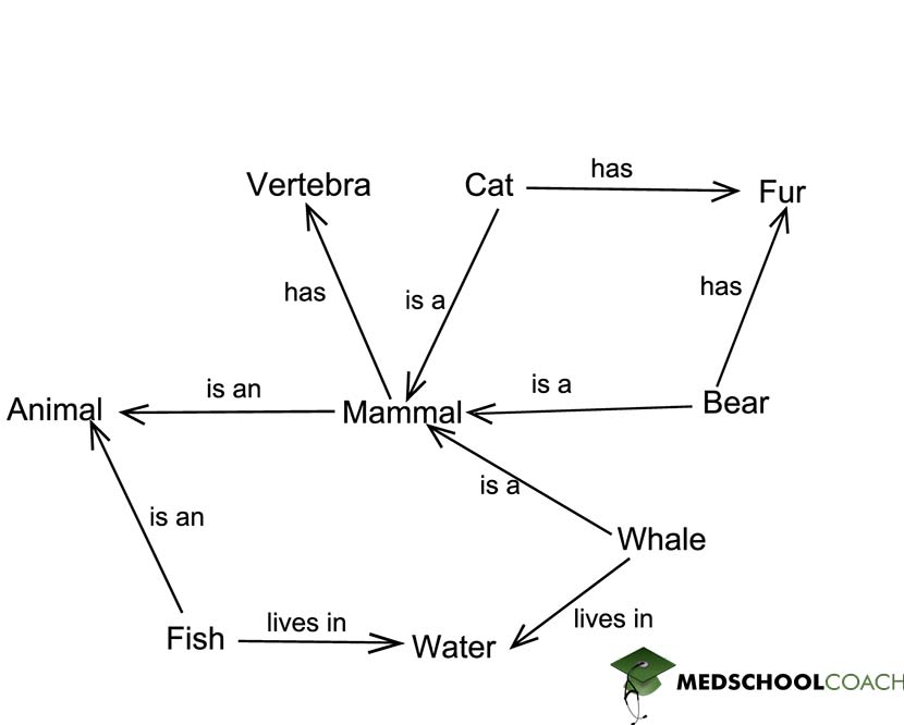 MCAT-level representation of a semantic network, which represents the relationships between concepts